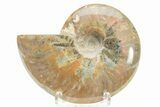 Polished Cretaceous Ammonite (Cleoniceras) Fossil - Madagascar #216046-1